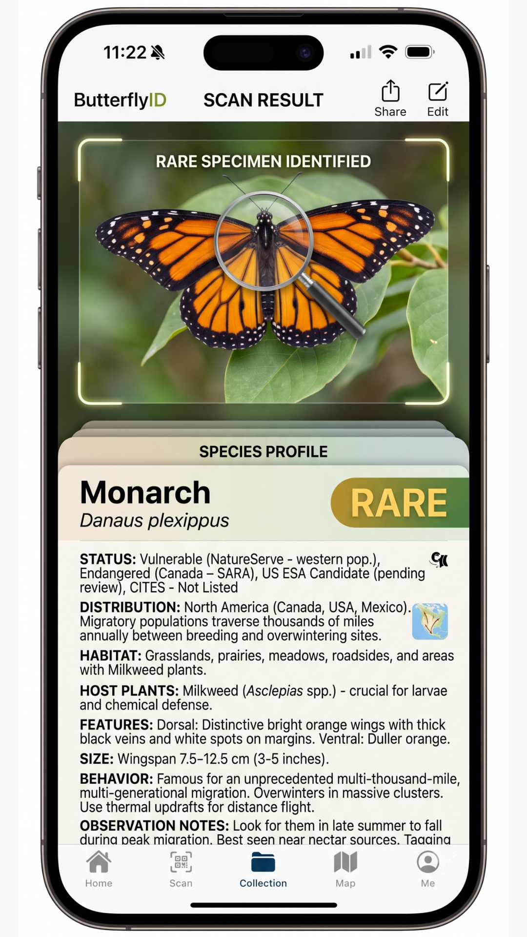 Insect identification results and species information